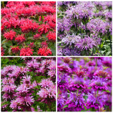 Bee Balm seeds yield vibrant flower clusters that attract pollinators to your garden.