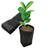 Belit seedling bag side view with drainage holes for better root air