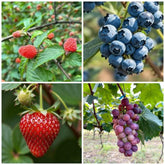 Berry Seed Kit grape seeds closeup—great for starting a home grape vine.