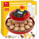 Besly Egg Incubator 360-view shows embryo progress for safe home observation.