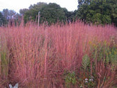 Big Bluestem seeds ready for planting in a native landscape for drought tolerance.