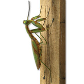 Bits and Pieces Praying Mantis Tree Hanger in full view adds playful curb appeal to outdoor spaces.