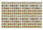 Black Duck Brand 200-seed packet set for vibrant beginner-friendly garden planning
