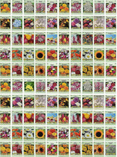 Black Duck Brand seed packets front view highlighting bulk variety for classrooms