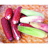 Bloody Butcher corn with striking red hues, ideal for vibrant dishes and displays.