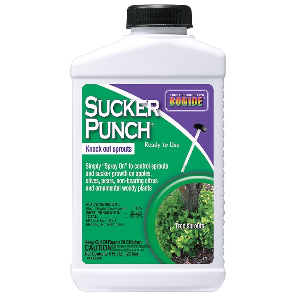 Bonide Sucker Punch bottle with brush-top applicator for post-pruning sprout control
