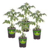 Bonnie Plants Big Boy tomato 4-pack in pots for sunny garden beds