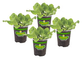 Bonnie Plants Buttercrunch Lettuce pack showcases a four-pack for easy gardening.