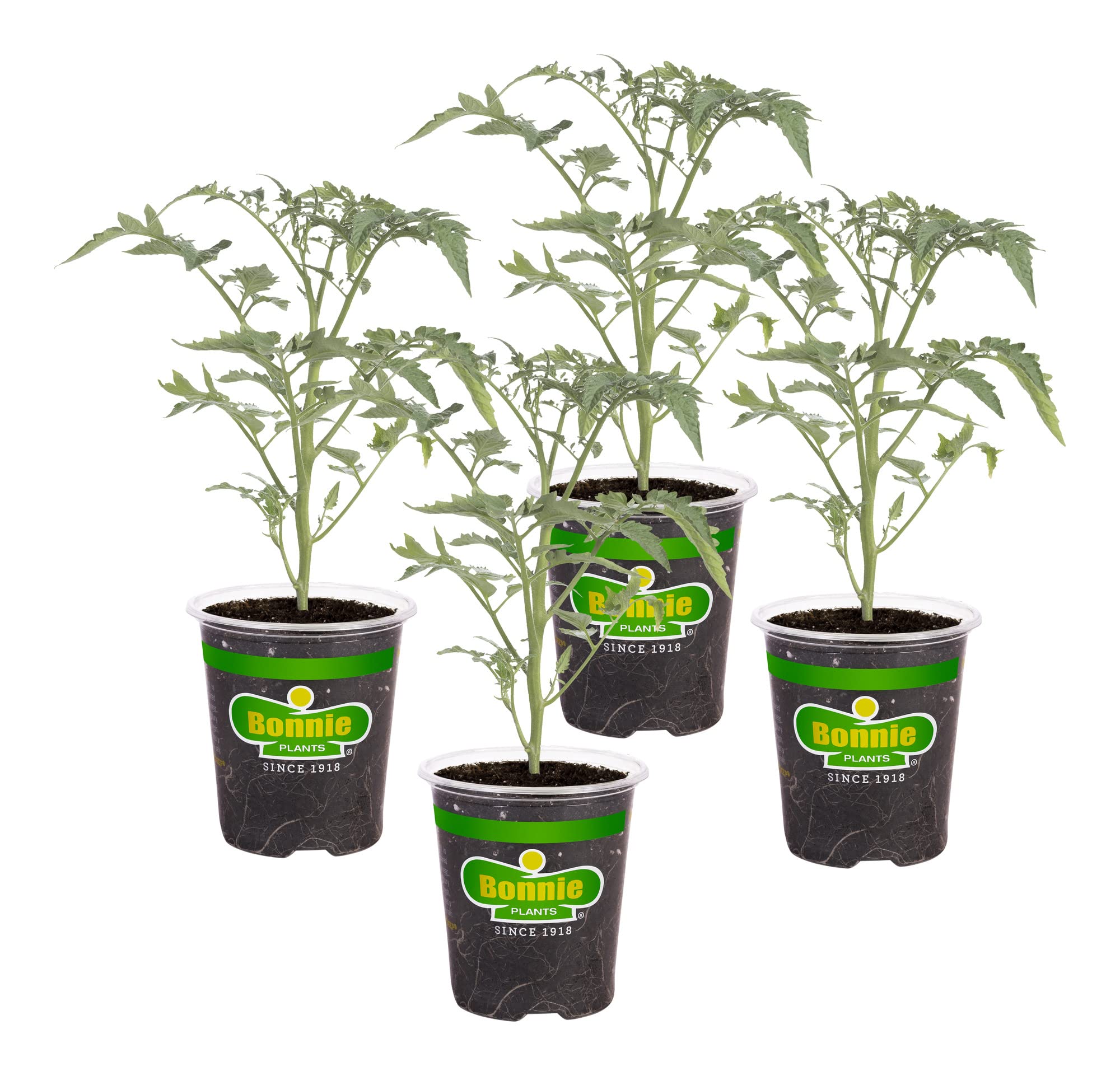Bonnie Plants Early Girl tomato fruit close-up, perfect for fresh slicing.