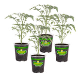 Bonnie Plants Early Girl tomato fruit close-up, perfect for fresh slicing.