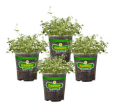 Bonnie Plants English Thyme leaves close-up, ready to flavor soups and sauces