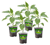 Bonnie Plants green bell pepper plants ready for home harvests.