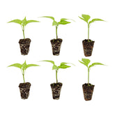 Bonnie Plants Habanero pepper plug plant ready for transplant in sunny beds for fast harvest