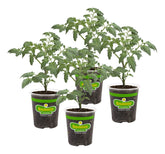 Bonnie Plants Husky Cherry Red plant with compact vines for small spaces