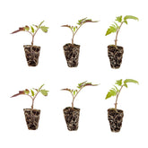 Bonnie Plants Husky Red Cherry Tomato plug closeup, showing strong growth for fresh snacking.