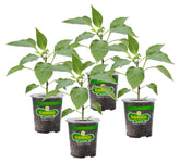 Bonnie Plants jalapeño hot pepper live plant in a 4-pack for home gardening