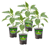 Bonnie Plants Orange Snacking Pepper fruit on stem, vibrant and ready for fresh eating