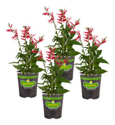 Bonnie Plants Pineapple Sage 4-pack ready to plant in a garden bed