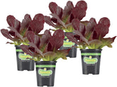 Bonnie Plants Red Lettuce leaf closeup showing sweet, crisp texture for salads