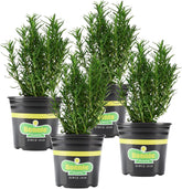 Bonnie Plants rosemary live 4-pack in pot for herb gardens