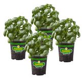 Bonnie Plants Sweet Basil 4-pack package ready for easy home gardening