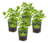 Bonnie Plants Sweet Mint leaf closeup showing rich aroma ideal for teas and garnishes