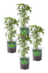Bonnie Plants Thai Basil live plant, front view, ready to harvest for fragrant Thai dishes.