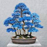 Bonsai Maple Seeds seed-pack for shade-ready trees in gardens.