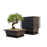 Bonsai Outlet built-in mesh drainage pot for clean soil retention