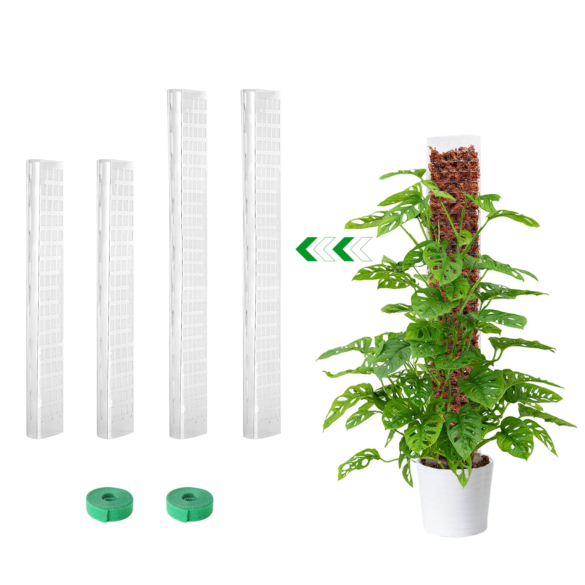Bonviee 15-inch D-shaped moss pole side view supporting Monstera vines.
