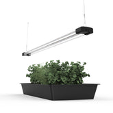 BoostGro 4ft LED grow light over succulents promotes balanced growth