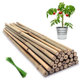 BOVITRO 18-inch natural bamboo stake supports tomato plants for upright growth.