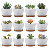 Brajttt succulent pots 12-pack with drainage for organized mini gardens.