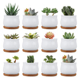 Brajttt succulent pots with bamboo tray, 12-pack for indoor drainage.