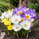 BRECK'S Giant Crocus bulbs ready to naturalize in lawns for cheerful spring color.
