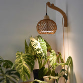 Bstrip hanging grow light with boho rattan lantern provides soft, diffuse light for indoor plants.