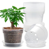 BTPLASTIK 12-pack 7-inch clear nursery pot with saucer shows root visibility and drainage