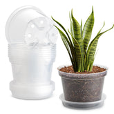 BTPLASTIK 8-inch clear pot front view shows root visibility for precise watering