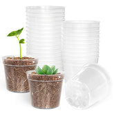 BTPLASTIK clear nursery pot 2.5 inch for easy seedling growth observation.
