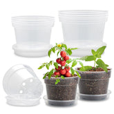 BTPLASTIK clear nursery pots in 6-8 inch sizes with visible root growth.