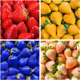 BuggyBeds 800 mixed strawberry seeds pack with four colors for diverse home gardens