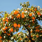 BuggyBeds American Persimmon Seeds packaging for secure storage and planting