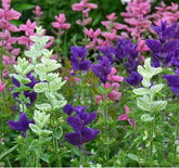 BuggyBeds Baptisia seeds 300pc pack ready for planting in borders.