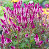 BuggyBeds Celosia Argentea pink plumes brighten containers and borders.