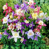 BuggyBeds columbine seeds 50+ pack for vibrant shade garden color.