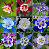 BuggyBeds Columbine seeds bloom closeup with vivid petals for a vibrant garden focal point.