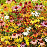 BuggyBeds coneflower seeds 2100-pack for expansive garden displays and long seasons