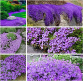 BuggyBeds creeping thyme seeds pack for dense, low-maintenance ground cover in gardens.