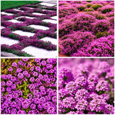 BuggyBeds creeping thyme seeds pack ready for outdoor planting for low-maintenance ground cover.