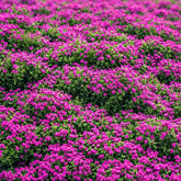 BuggyBeds creeping thyme seeds pack for easy ground cover and year-round color